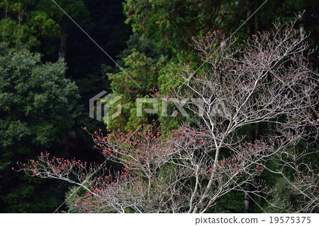Wandering branch Wandering branch 19575375