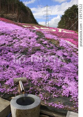 薄荷櫻桃樹 19575522