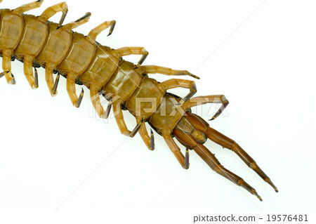 Centipede tail isolated on white background Centipede tail isolated on white background 19576481