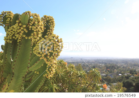 洛杉磯的仙人掌 19576549