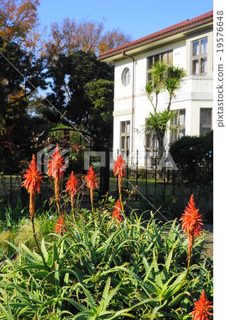 十二月花蘆薈·蘆薈村10山公園，在那裡可以看到山上公園 19576648