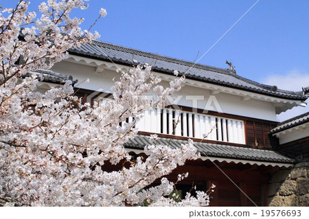 Cherry blossom Ueda castle East Torahiguchi 19576693