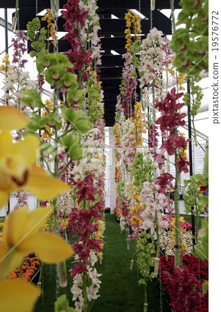 orchid flowers orchid flowers 19576772