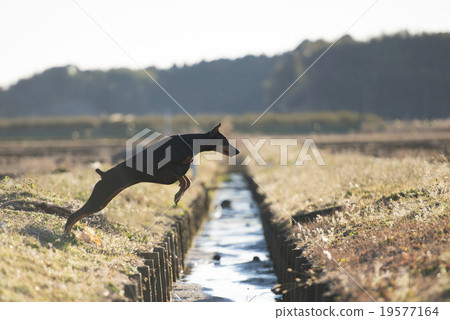 杜賓犬跳過水路 19577164