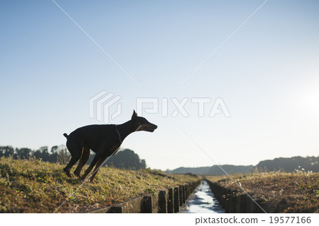 杜賓犬跳過水路 19577166