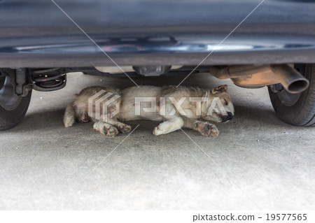 Dog lying under the car Dog lying under the car 19577565