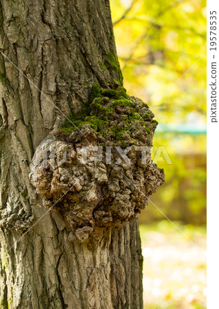 moss on the white background 19578535