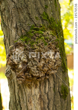 moss on the white background moss on the white background 19578536