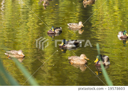ducks on the white background ducks on the white background 19578603