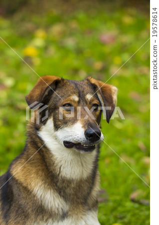 dog on the white background dog on the white background 19578614