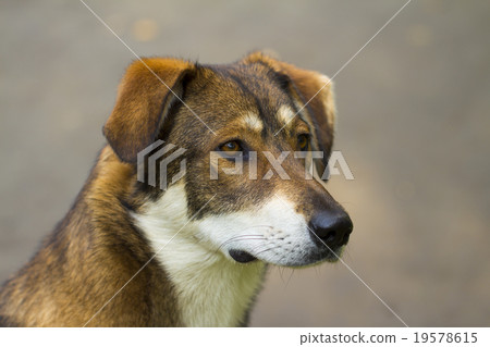 dog on the white background dog on the white background 19578615