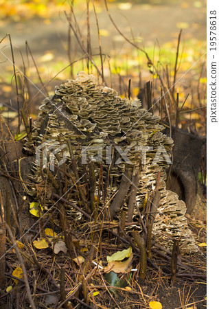 Stump mushrooms on the white background  19578618