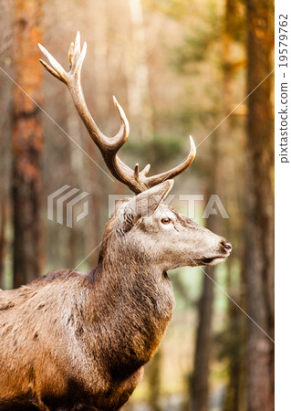 Red deer stag in autumn fall forest 19579762