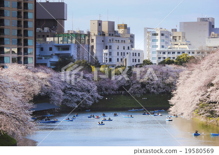 Cherry blossoms in the city skyline evening scenery Chidorigafuchi in Tokyo 19580569