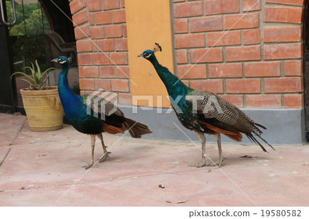 世界遺產孔雀在納斯卡風景的機場在秘魯 19580582