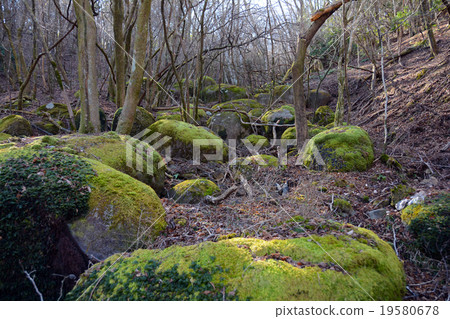 Moss Moss 19580678