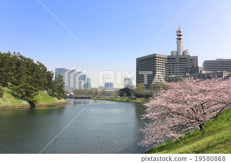 春天的櫻田護城河 19580868