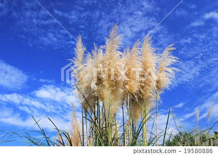 芒草 19580886