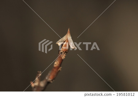 天然植物Ryobu，冬芽。猩紅色（膠水）已經脫落，變得像帽子或撕裂的傘① 19581012