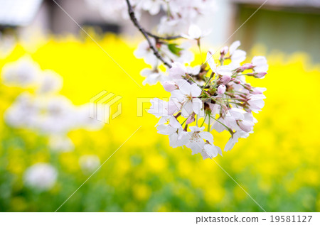 櫻花 櫻花 19581127