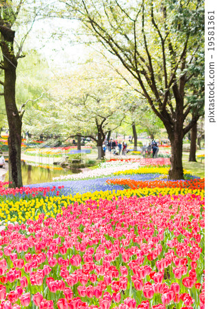 Showa Memorial Park Tulip (Tokyo Metropolitan Landscape) Showa Memorial Park Tulip (Tokyo Metropolitan Landscape) 19581361