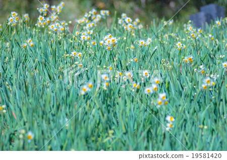 安田的水仙（千葉縣的風景） 19581420