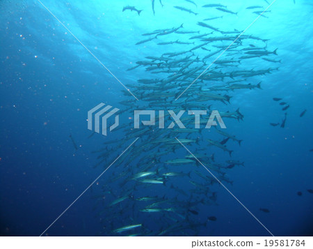 一大群梭魚在帕勞海中游弋壯麗 19581784