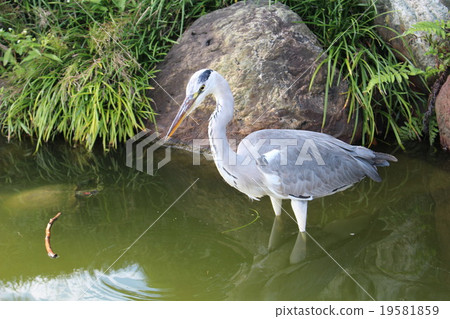 Awa waiting for fish 19581859