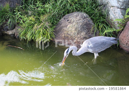 Ao-sama who is taking food 19581864