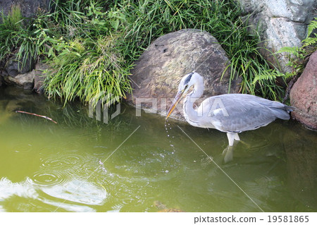 Ao-sama that aims at fish 19581865