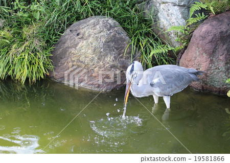 Aoshagi在Kiyosumi花園 19581866