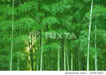 日落樹安靜的竹樹叢洩漏 19581885