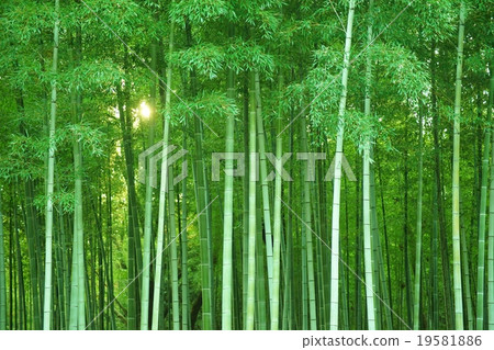 日落樹安靜的竹樹叢洩漏 19581886
