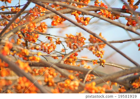 Crab meat doggy 19581919