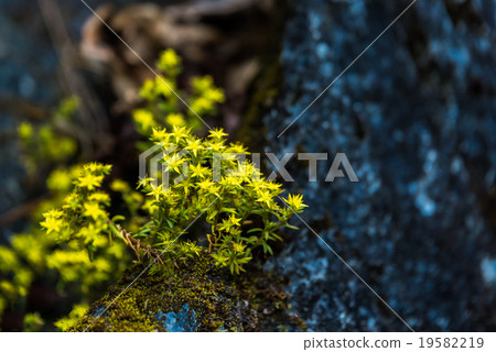 Yellow flowers on the rocks 19582219