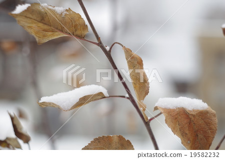 branch with brown leaves under snow branch with brown leaves under snow 19582232