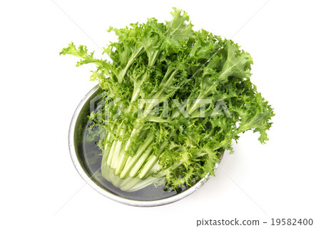 endive endive 19582400