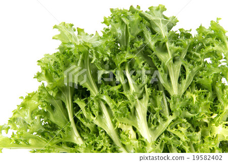 菊苣 菊苣 19582402