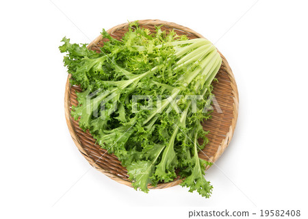 endive 19582408