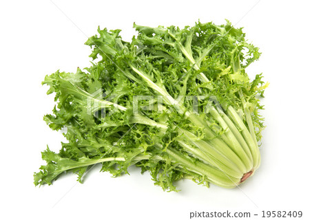 endive endive 19582409