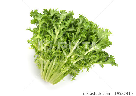 endive endive 19582410