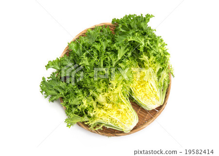 endive 19582414