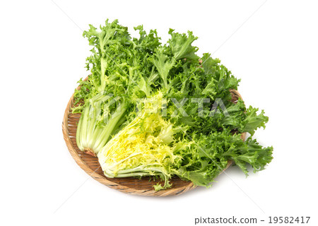 endive endive 19582417