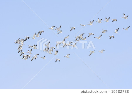 Flock of Hakugan 19582788
