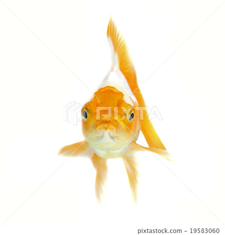 Gold fish. Isolation on the white 19583060