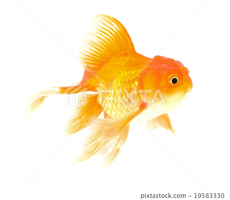 Gold fish. Isolation on the white Gold fish. Isolation on the white 19583330