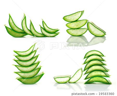 aloe vera fresh leaf. isolated over white aloe vera fresh leaf. isolated over white 19583360