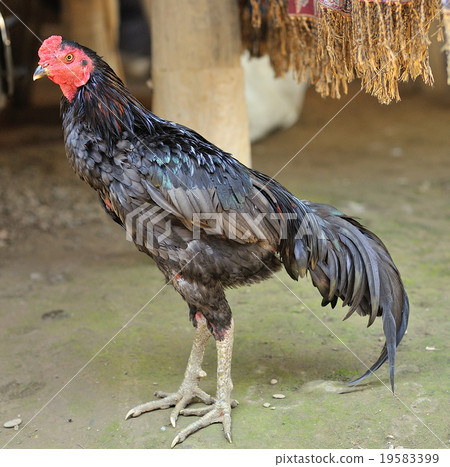 fighting cock 19583399