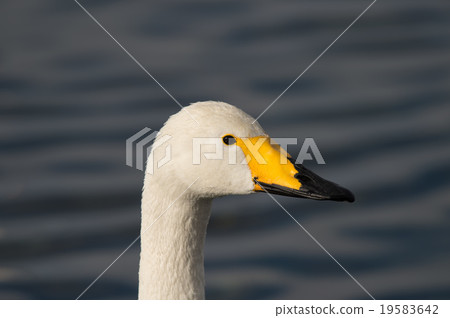 Dove-up's Deaf swan Dove-up's Deaf swan 19583642