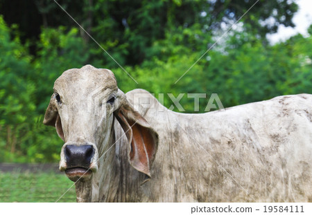 Cow looking in the lens 19584111